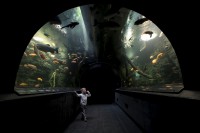 /album/fotogalerie-obri-akvarium-v-hradci-kralove-nejvetsi-sladkovodni-akvarium-v-cr/obri-akvarium-hradec-kralove2-jpg/